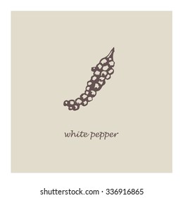 Vector illustration of spice. Hand drawing style. Sketch with coriander seeds.