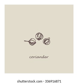 Vector illustration of spice. Hand drawing style. Sketch with coriander seeds.