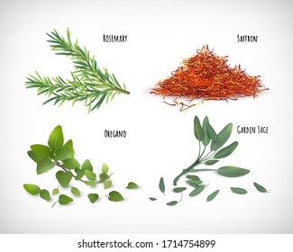 Vector illustration. Spice herb set. Realistic image of spices plant Rosemary, Oregano, Saffron, Garden Sage. Lettering Garden Sage, Oregano, Rosemary, Saffron. Design elements on vignette background.