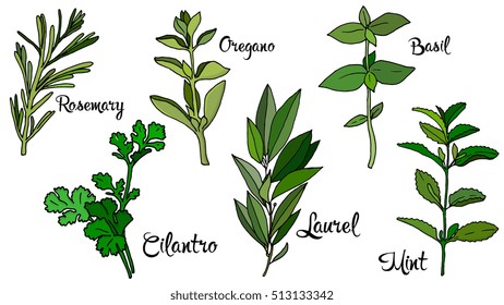 Vector Illustration of spices collection isolated on white sketch style: rosemary, oregano, basil, cilantro, laurel, mint
