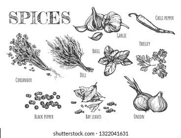 Vector illustration of spices set. Garlic, dill, chili pepper, basil, parsley, coriander, seeds of black pepper, bay leaves, onion. Vintage hand drawn style.