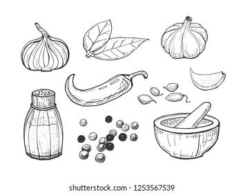 Vector illustration of spices set. Onion, laurel leave, chili pepper, garlic head, clove, salt, whole pepper peas, cardamom, stone spice grinder. Hand drawn outline sketch style.