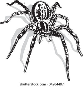 Vector illustration of spider.