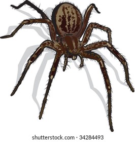 Vector illustration of spider.