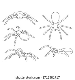 Vector illustration of a spider. Abstract linear insect.