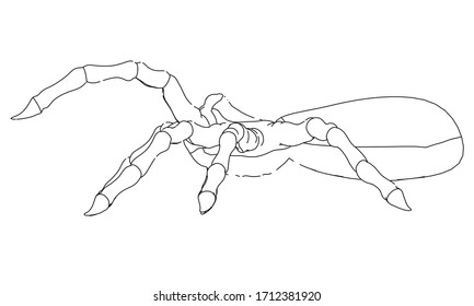 Vector illustration of a spider. Abstract linear insect.