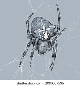 vector illustration spider graphic drawing 