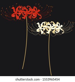 vector illustration of a spider lily (Licoris) svg