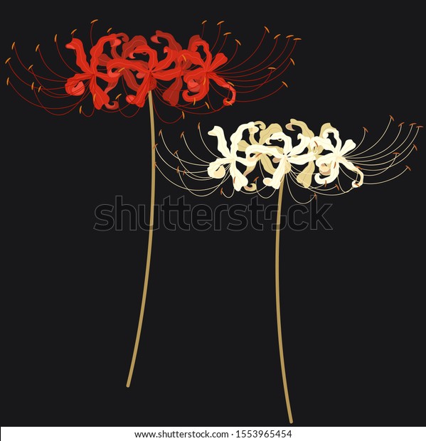vector\
illustration of a spider lily\
(Licoris)