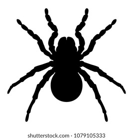 Vector illustration of spider silhouette on white background