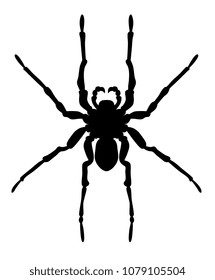 Vector illustration of spider silhouette on white background
