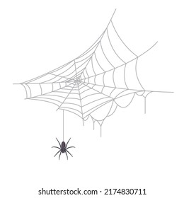 Vector illustration of  spider and spiderweb isolated on background.