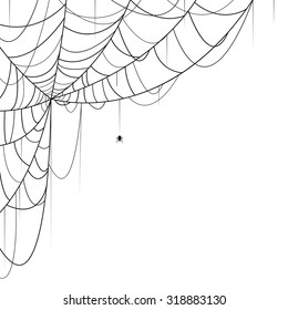 Vector illustration of spider and web on white background