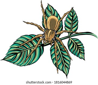 vector Illustration of a spider web in a rainforest