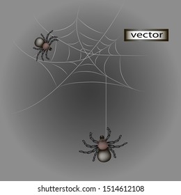 Vector illustration of spiders in a web crawling pattern