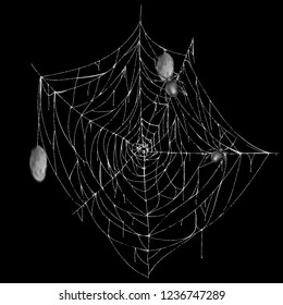 Vector illustration of spiderweb with creepy spiders and cocoons, white spooky cobweb isolated on black background. Sticky hanging net to catch insects. Decorative element for Halloween design
