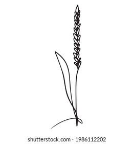 vector illustration of spikelet graphic design, icon, art tattoo sketch, draw by hand, use in print