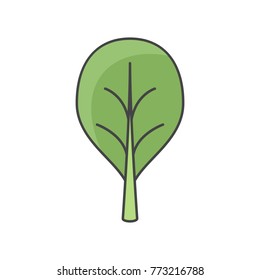 Vector illustration of spinach. Flat, color. Vivid picture of a vegetable. Fresh food.