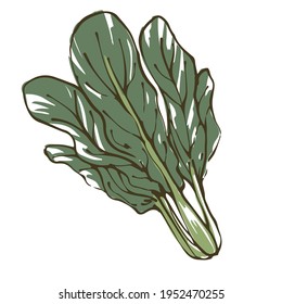 Vector illustration of spinach. Fresh vegetables.