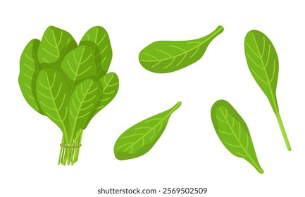 Vector illustration of spinach isolated on white background. Fresh Herbs Image. Pictures for packaging design and culinary products. Set of fresh spinach.