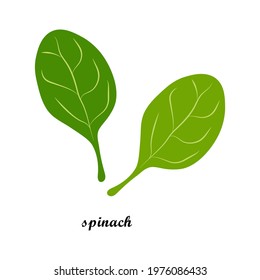 Vector illustration of spinach leaves with title text isolated on white background.
