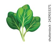Vector of illustration Spinach on white