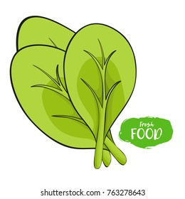 Vector illustration of spinach. Sketch, color. Vivid picture of a vegetable. Fresh food. 