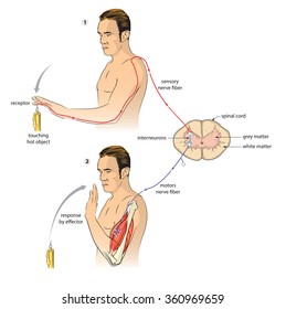 Vector illustration of Spinal Reflex arc