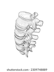 Vector illustration spine diagnostic symbol, design, sign. Vector icon. Line design. Spine bones and structure. Medicine and anatomy. Anatomical structure of man. Concept illustration..