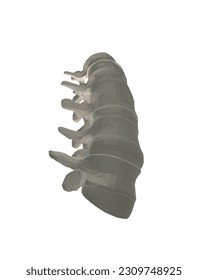 Vector illustration spine diagnostic symbol, design, sign. Vector icon. Line design. Spine bones and structure. Medicine and anatomy. Anatomical polygonal structure of man. Concept illustration. 3D..