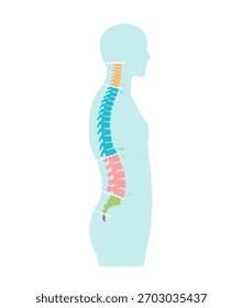 Ilustración vectorial de los segmentos de la columna vertebral