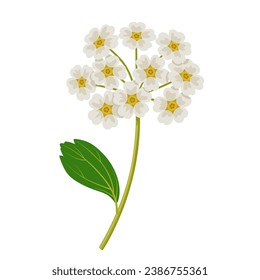 Vector illustration, Spiraea prunifolia, commonly called bridalwreath spirea, isolated on white background.