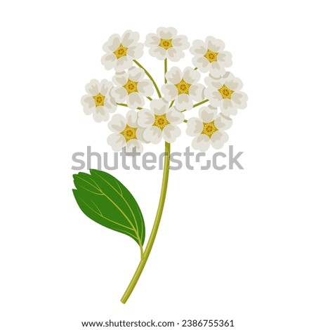 Vector illustration, Spiraea prunifolia, commonly called bridalwreath spirea, isolated on white background.