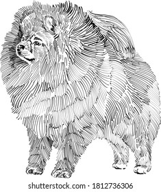 the vector illustration of the spitz dog