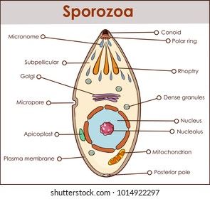 vector illustration of a sporozoa