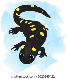 Vektorgrafik von geflecktem Salamander