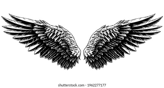 Vector illustration, spread wings of an eagle, on a white background