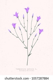 Vector illustration of a spreading bellflower