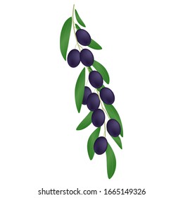 Vector illustration of a sprig of black olives with green leaves on a white background. Design element for print and web.