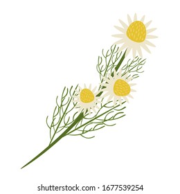 Vector illustration of a sprig of chamomile. 