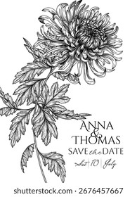 Ilustración vectorial de una ramita de crisantemos. Plantilla de invitación de Boda con flores de otoño. Marco floreciente