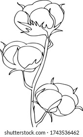 vector illustration. sprig of cotton. botanical sketch. buds flowers . Coloring page 