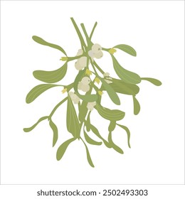 Vector illustration of a sprig of mistletoe on a white background