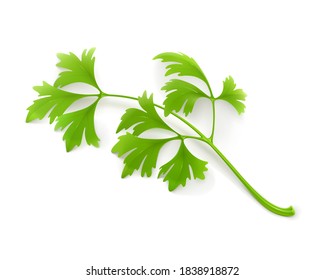 Vector illustration of a sprig of parsley.