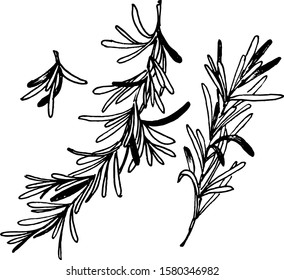 Vector illustration of a sprig of rosemary. Ink sketch. Manual work. Great idea for postcard, calendar, holiday invitation, wrapping paper. Suitable for decorating recipes, frames, diaries