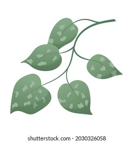 Vector illustration of a sprig or vine of a home tropical plant Satin Pothos with speckled leaves.