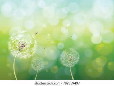 Vector illustration of spring background with white dandelions. Dandelion seeds blowing from stem.