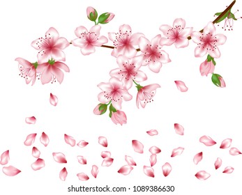 Vector illustration of spring bloom branch with pink flowers, buds, petals falling. Realistic design isolated on white. Blooming cherry tree twig. Apple, peach or apricot flowering tree branch.