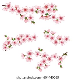 Vector illustration of spring bloom branch with pink flowers, buds. Realistic design isolated on white. Blooming cherry tree twigs set, blossom collection.