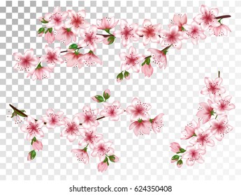 Vector illustration of spring bloom branch with pink flowers, buds. Realistic design isolated on white. Blooming cherry tree twigs set, blossom collection. Apple, peach or apricot flowering branches.